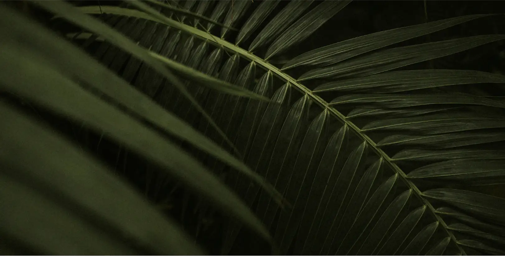 banner image